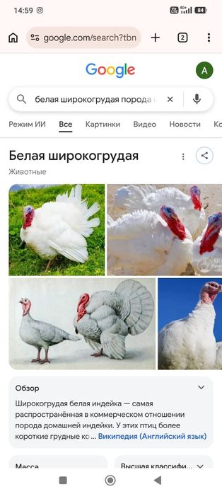 Индюк   индюк   индюк