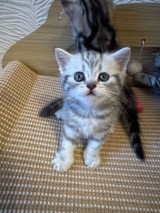 Котята Британцы 1,5 месячные