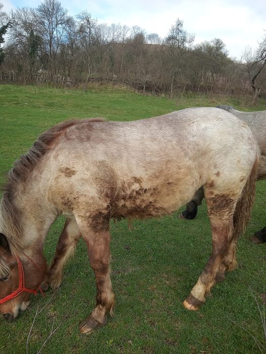 Mânz  de  vânzare  11 luni bun de ținut
