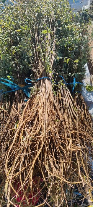 Puieți de salcâm livram in toată țara