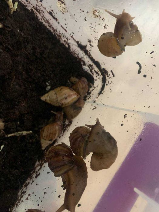 Ахатинские улитки