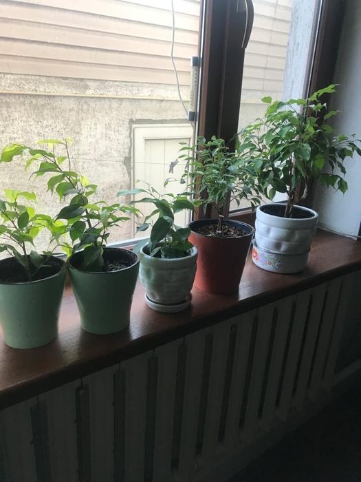 Фикус Бенджамина