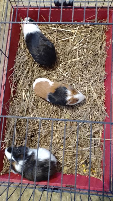 Porcușor, porcușori de Guineea , hamsteri sirieni și siberieni.