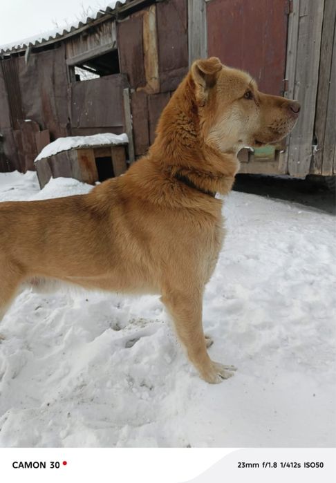 Отдам собаку в добрые руки