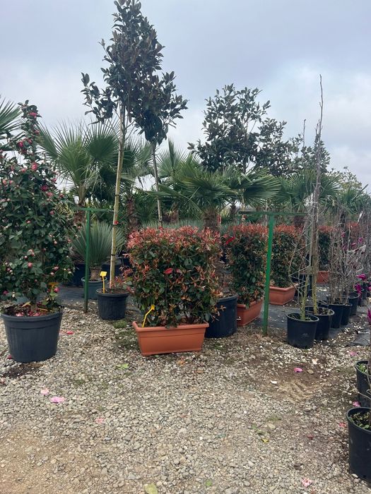 Stoc nou de plante ornamentale