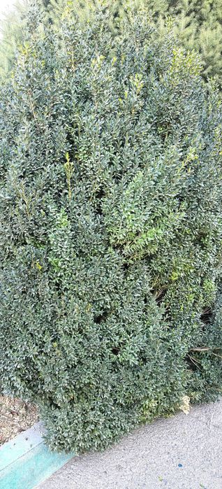 Продам самшит зелёный