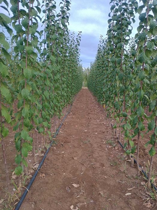 Pomi fructiferi de calitate