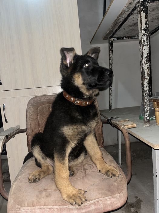 Шенок немецкая овчарка