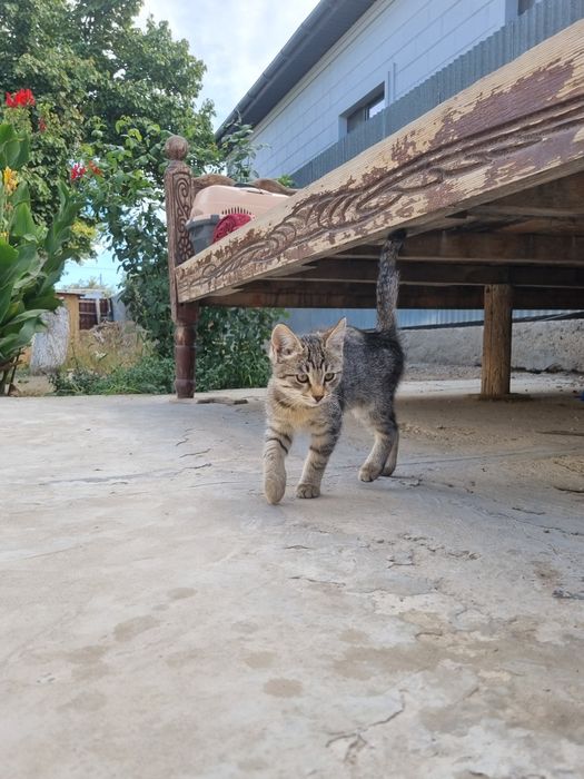 3 месячные котята