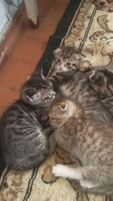 Отдам в хорошие руки