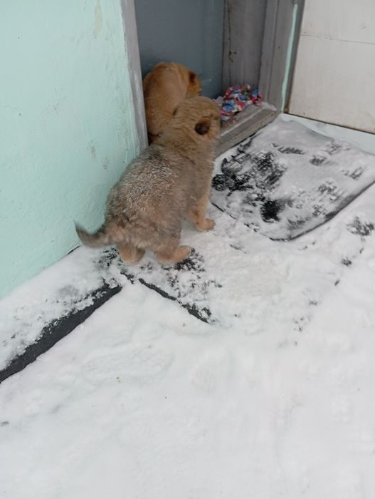 Дарю щенков в добрые руки
