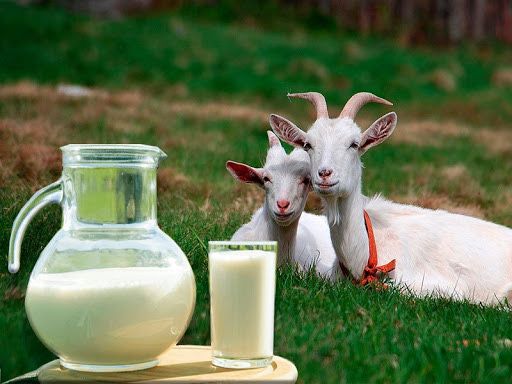 Ешкі сүті,  ешкі сүтінен айран, козье молоко