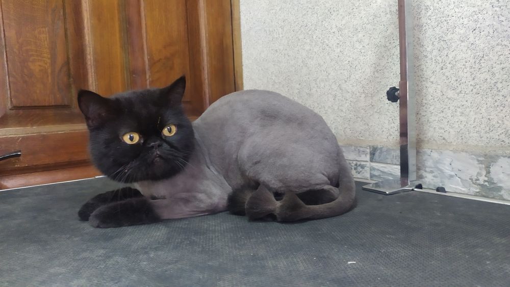 Стрижка собак и кошек.