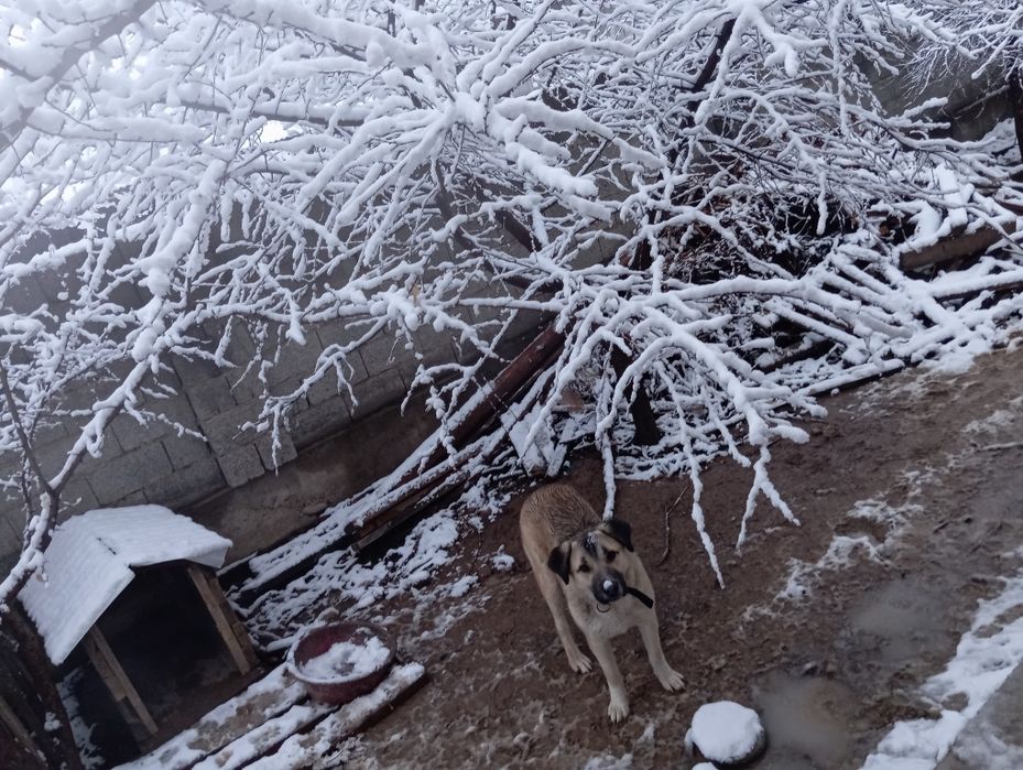 Ит сатылады 1жас