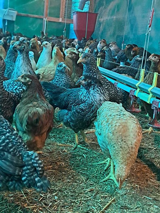 Vand puicute ouatoare Dominant Cehia, 12 saptamani, vaccinuri la zi.