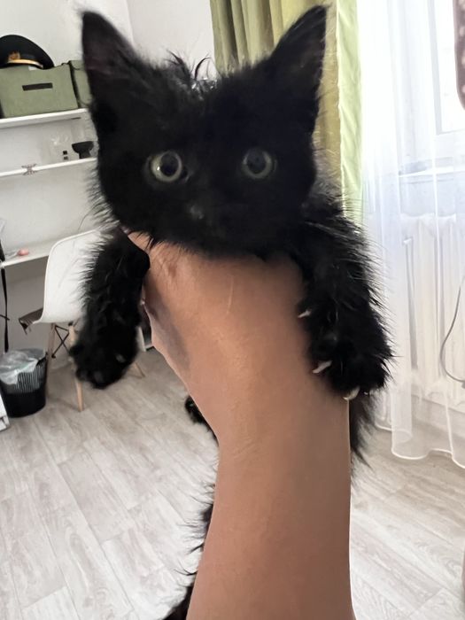 Котенок девочка приученный к лотку