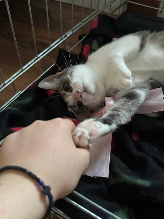 3 pisoi spre adoptie