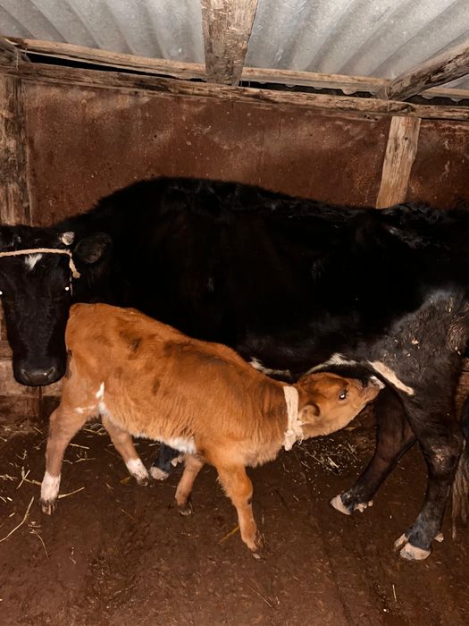 Бұзаулы сиыр сатылады