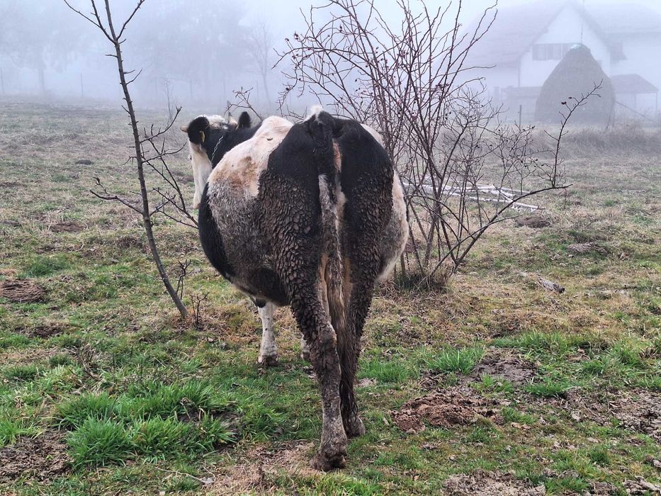 Vând vacă gestantă.