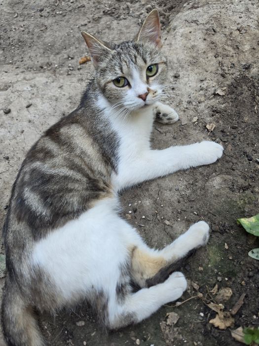 Кошка пристратвается в добрые руки