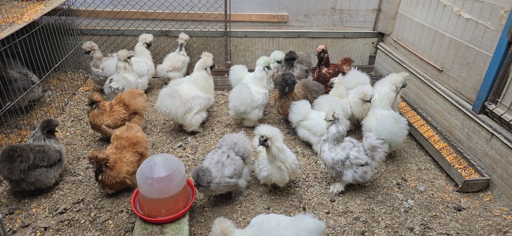 Matase japoneza tineret si adulte disponibile