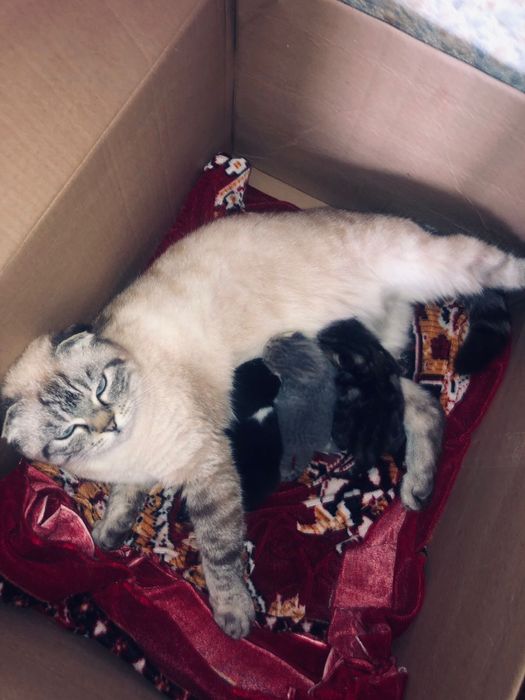 Котенки веслоухо