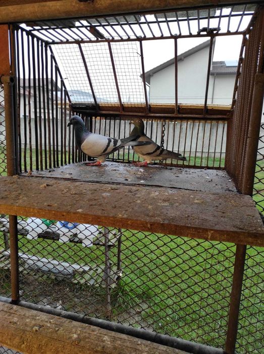 Porumbei voiajori, maraton, tardivi 2025