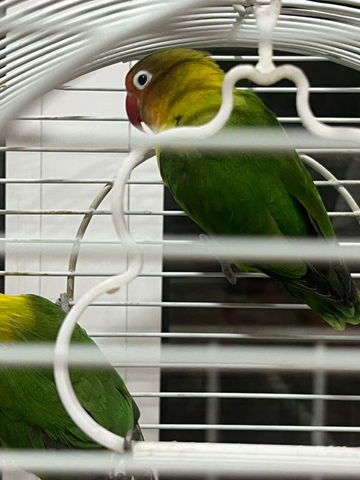 Пара неразлучники масковые