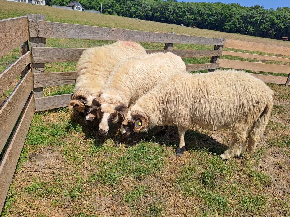 Vând berbecii frumoși si tinerii