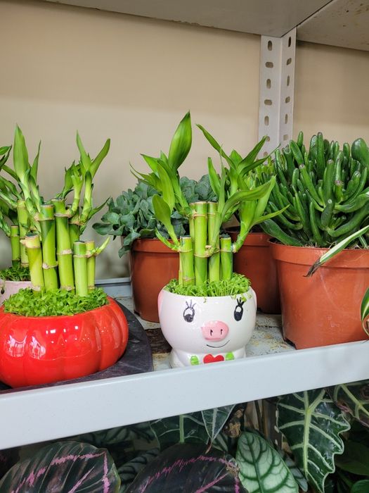 Бамбук. Бамбук в кашпо