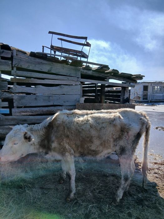 Продам коров, много