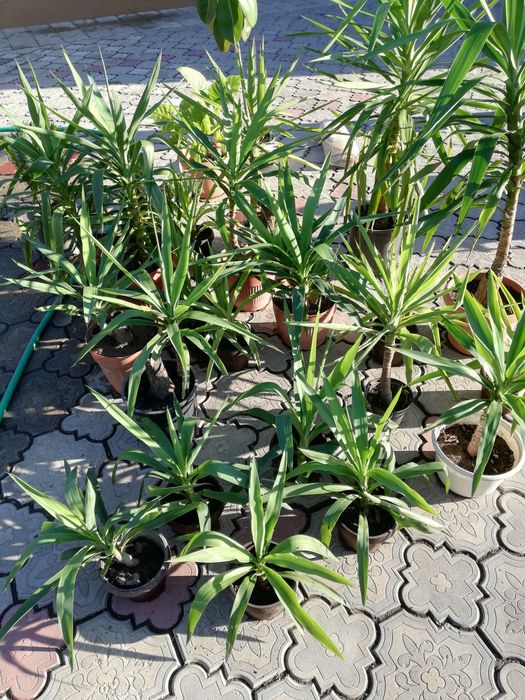 Yucca plante ornamentale de apartament Timisoara