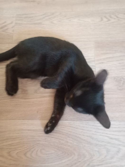 Коты дам в добрые руки
