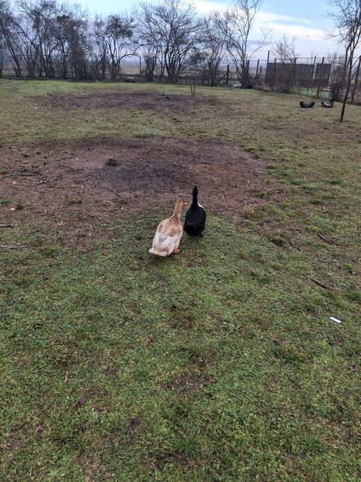 Rațe românești femele