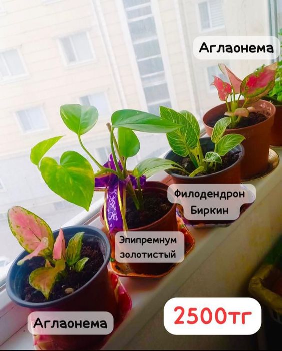 Комнатние растения