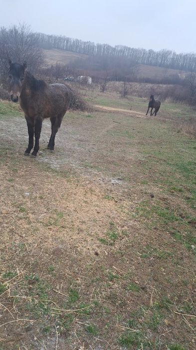 Vând două mânze  tinere