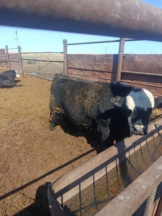 Продам быков  откорм