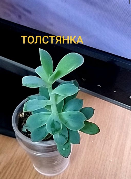 Продам толстянку