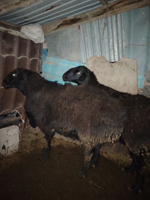 Қошқар Гисары.     .