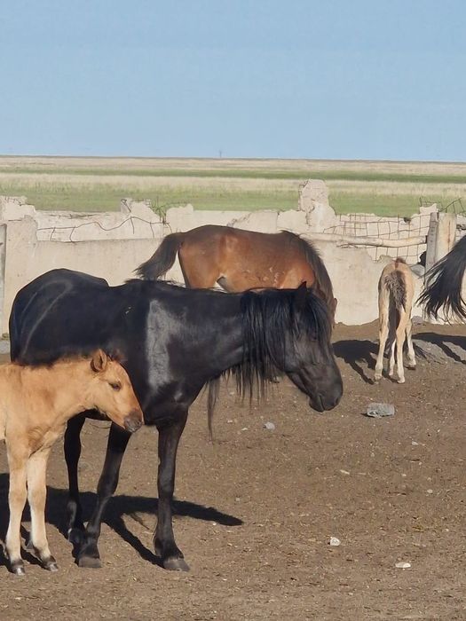 Продам 3 кобылы с жеребятами