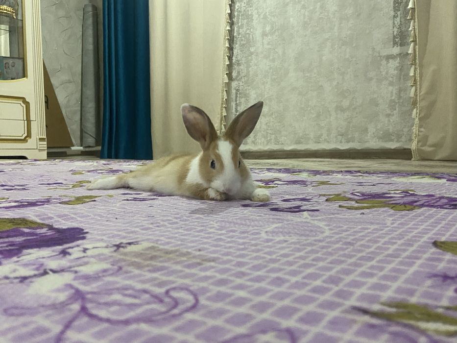 Декоротивный кролик