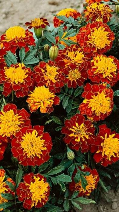 Продам семена цветов