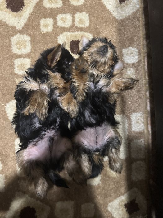 Йоркширский терьер бронь