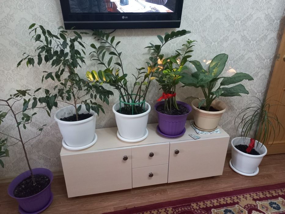 Комнатные цветы .