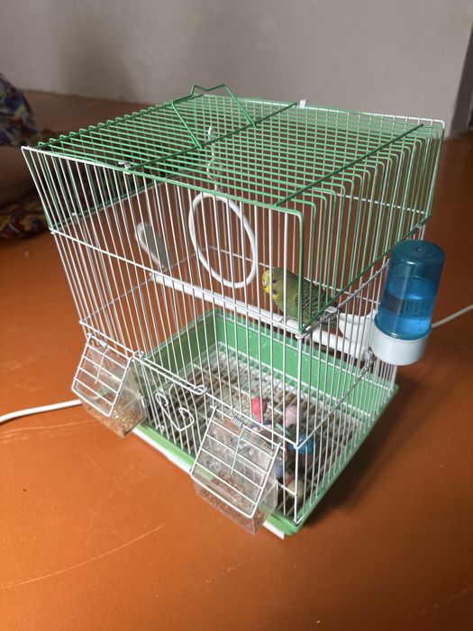 Попугай с клеткой