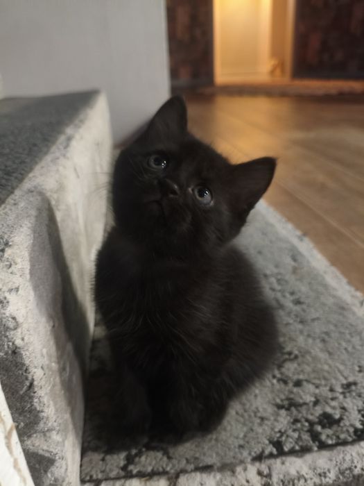 Котёнок, девочка