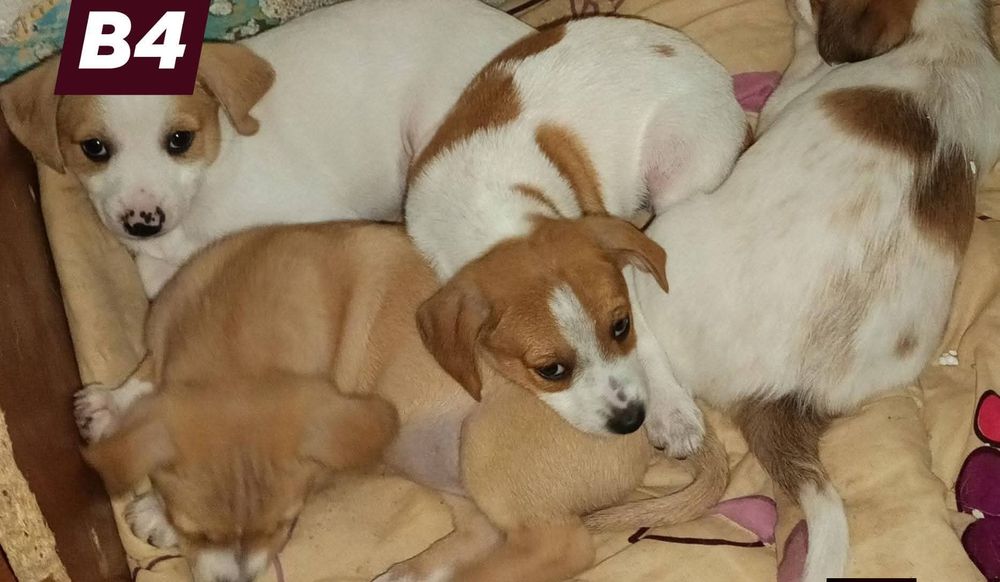 Oferim pentru adoptie catelusi metis-terrier talie mica 6 săptă