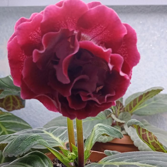 Махровые глоксинии