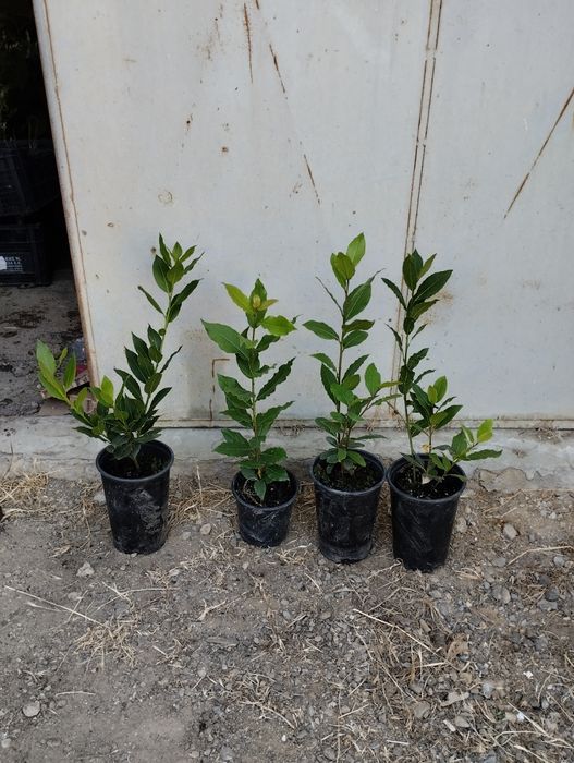 Ниски цени - дръвчета и растения