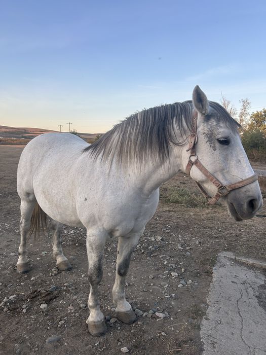 Iapa de 7 ani garantata